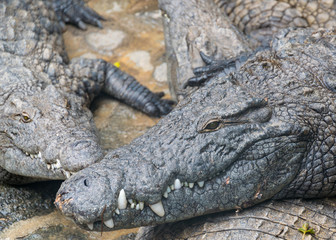 alligator