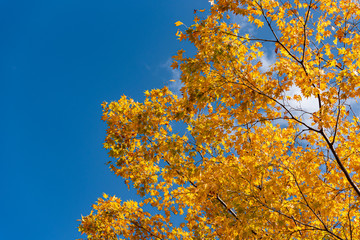 Beautiful Autumn landscape background. Colorful fall foliage in sunny day