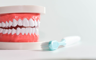 Fototapeta na wymiar Teeth model and dental with brush on white background