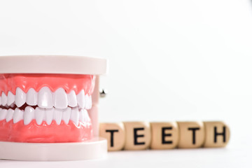 Teeth model and dental with brush on white background