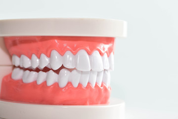 Teeth model and dental with brush on white background