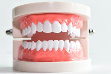 Teeth model and dental with brush on white background