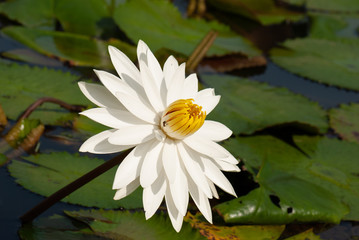 White Water-Lily Nymphaea alba