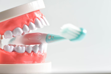 Teeth model and dental with brush on white background