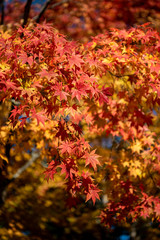 Naklejka na ściany i meble Beautiful Autumn landscape background. Colorful fall foliage in sunny day
