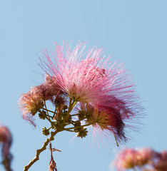 Closeup of silk tree or Albizia julibrissin foliage, dense inflorescences of flowers white and pink stamens and immature fruit 