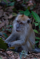 Long-tailed macaque Macaca fascicularis