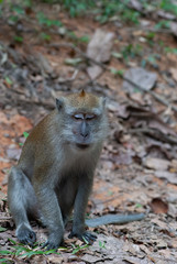 Long-tailed macaque Macaca fascicularis