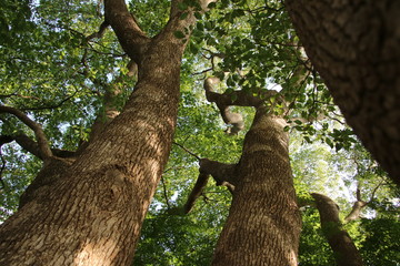 見上げる木々