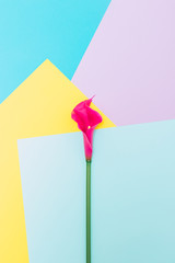 Lily flower on geometric yellow, blue and pink background. Minimalism