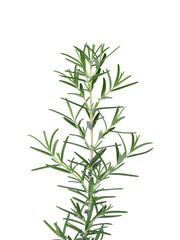Rosemary isolated on white background