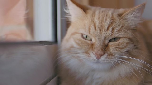 Cute ginger cat dozing on window sill. Close up slow motion footage of fluffy pet.