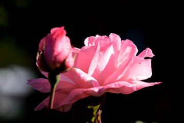 Beautiful pink rose covered with dew drops in a summer garden close-up