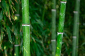 Closeup of bamboo trunks in a Japanese forest