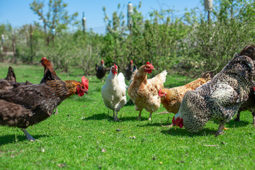 rooster and chickens graze on green grass. Livestock in the village