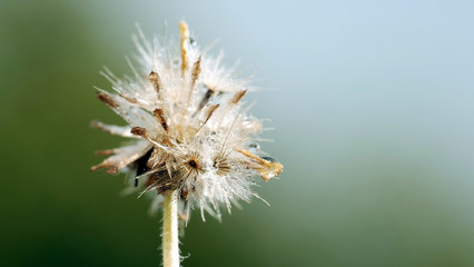 Macro shot of dandelion flower