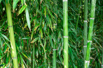 Closeup of bamboo trunks in a Japanese forest