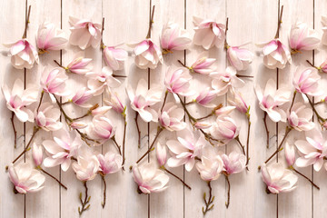kwiat magnolii, kwiat, roślina, biała, beuty, galąź, drzewo magnolii, kwiatowy, fiolet, kwitnienie, flora, botanika, ornament z magnolii, kompozycja magnolii, układ kwiatów magnolii, pąki magnolii, fl © Ansza