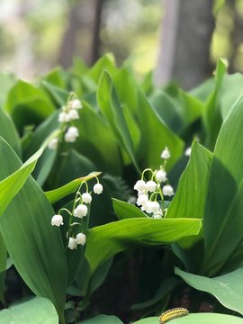 Lily of the valey