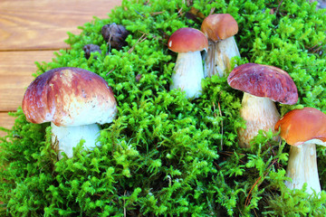mushroom in the forest