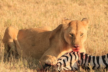 lioness eating zebra