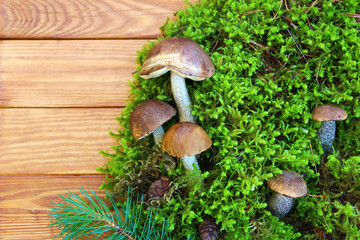 mushroom in the forest