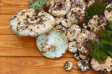 Desktop Wallpapers mushrooms in the forest