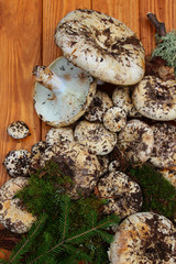 mushrooms on a stump