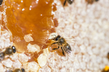 worker bees recomposing a broken honeycomb