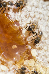 worker bees recomposing a broken honeycomb