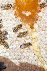 worker bees recomposing a broken honeycomb