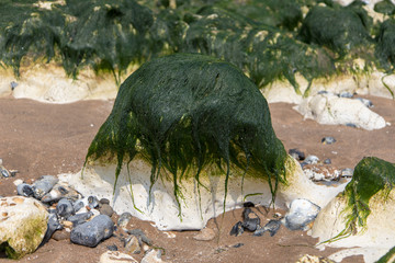 Naklejka premium sea weed