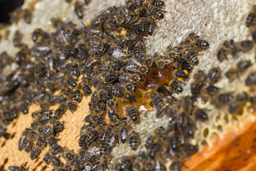 worker bees recomposing a broken honeycomb