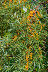 Ripe berries of the medicinal plant sea buckthorn on branches with green leaves, autumn harvest