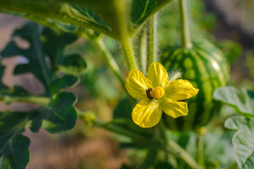 Watermelon flower on the background of ripening small watermelon. Insect sitting on a yellow flower watermelon