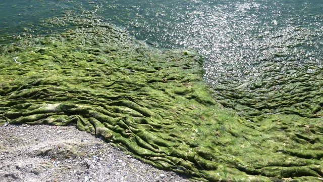 Contaminated Black Sea coast with green algae