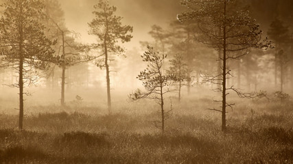 Foggy morning at marsh in Tammela, Southern Finland. 