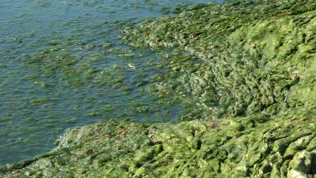 Contaminated Black Sea coast with green algae