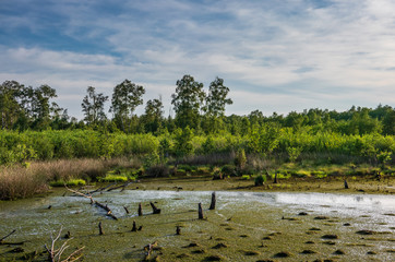 Diepholz Bog in Low Saxony, Germany