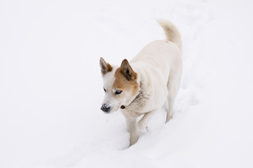 White dog walking through the deep snow