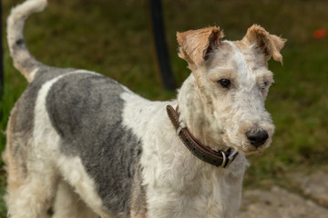 Fototapeta premium portrait of a dog