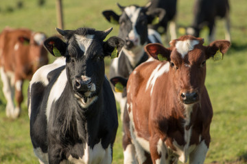 Obraz na płótnie Canvas cows on farm