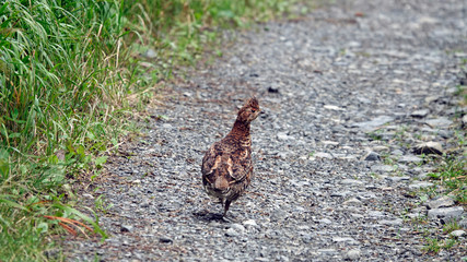 hazelgrouse hen on a way in the forest