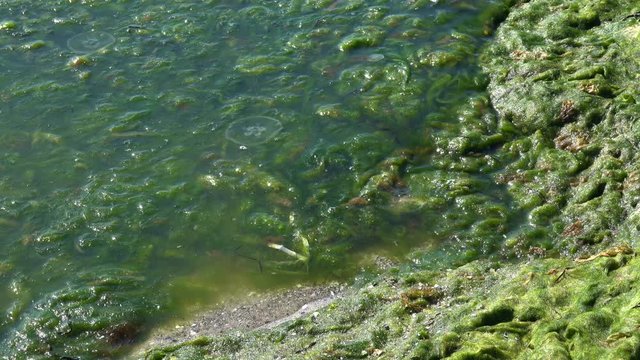 Contaminated Black Sea coast with green algae