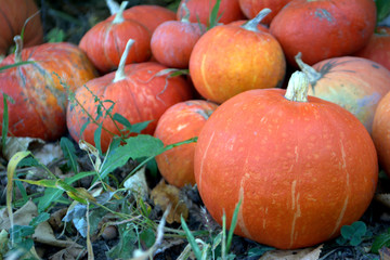 Organic orange pumpkin in the garden Autumn harvest