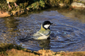 cinciallegra che fà il bagno nel ruscello