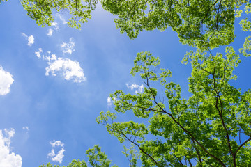 青空と緑　仙台の西公園