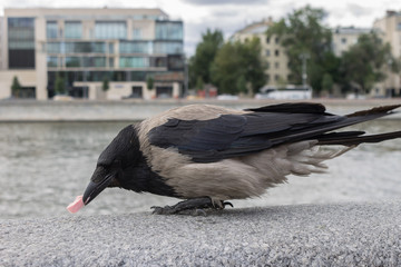 Crow holds in its beak a piece of meat on the embankment on the background of the river