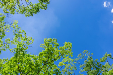 Fototapeta premium 青空と緑 仙台の西公園
