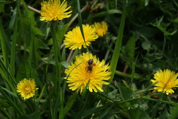 Flowers and bee